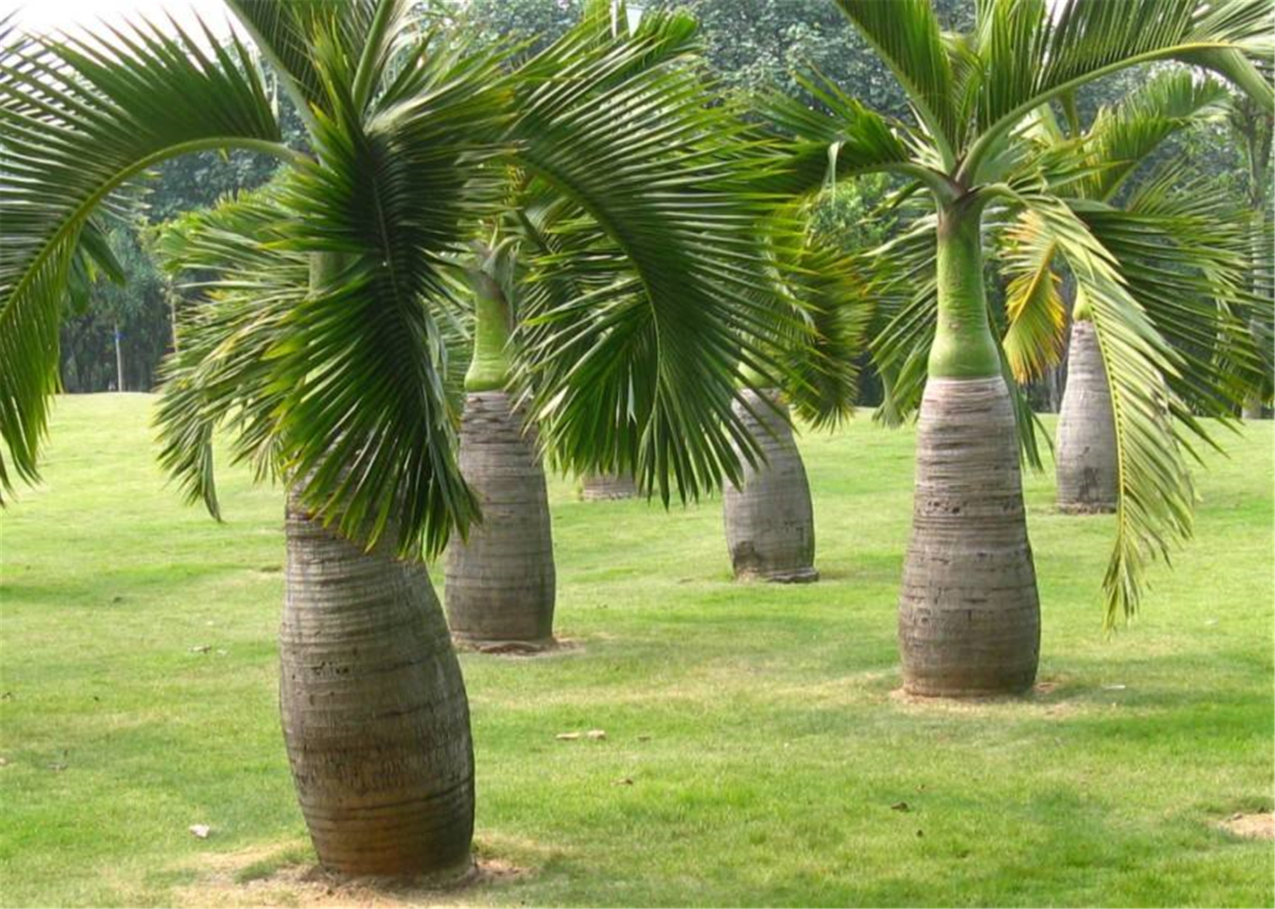  p data-id="tzqjhelx4h7i">酒瓶椰为棕榈科椰子属植物.