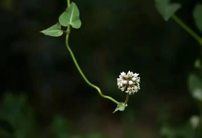 《诗经》中的芄兰，原来是我们乡下一种喂猪的野菜_百科TA说