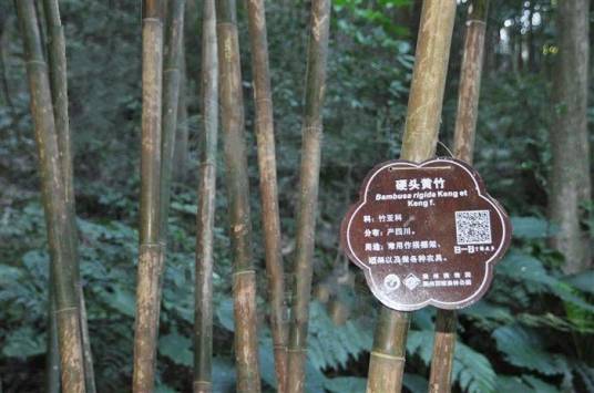 版纳库-硬头黄竹群体_百度百科