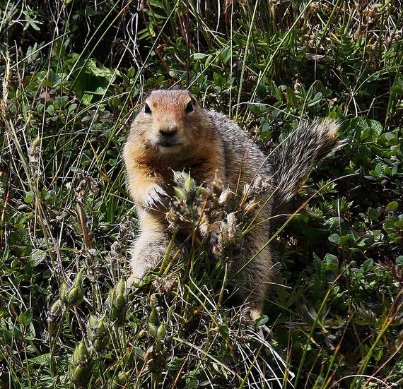 arctic ground squirrel