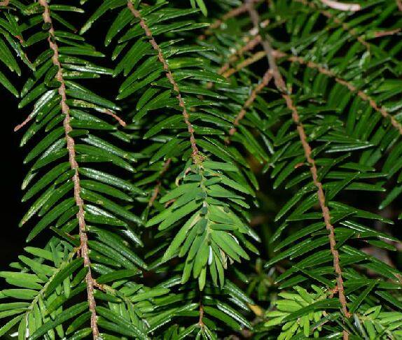 don) eichler)是松科铁杉属植物,乔木,高达40米,胸径达2.