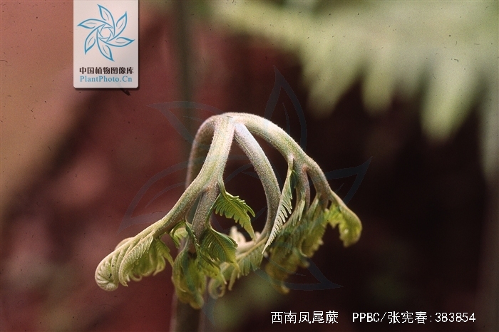  p>西南凤尾蕨 (学名: i>pteris wallichiana /i> agardh)是凤尾蕨科
