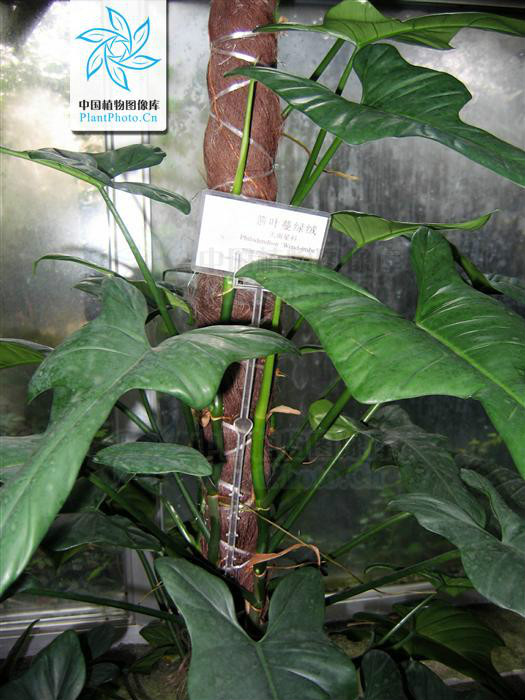  p>箭叶喜林芋( a href="#" data-lemmaid="8074290">学名 /a>