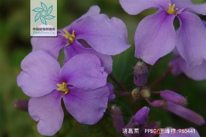  p>诸葛菜(学名: i>orychophragmus violaceus  /i>(l.) o. e.
