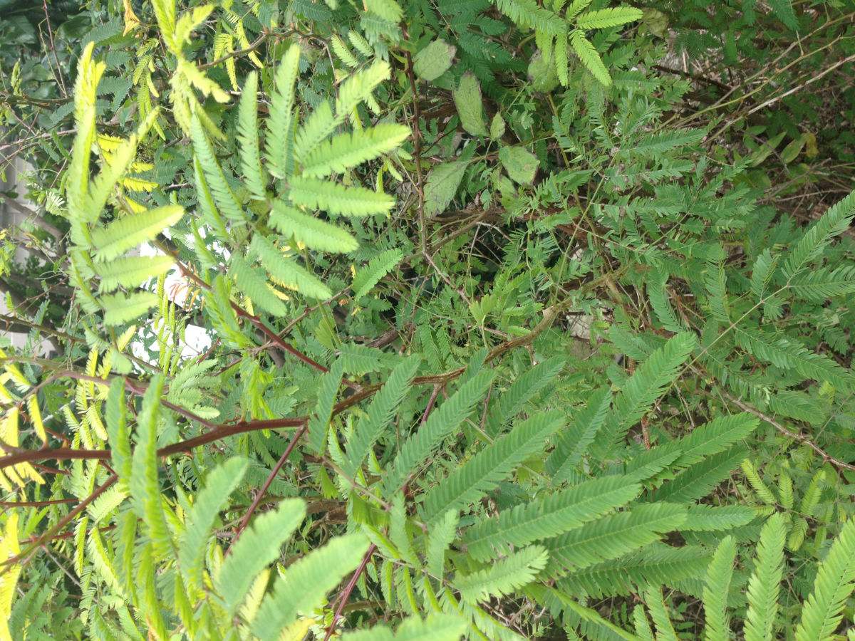  p>光荚含羞草(学名: i>mimosa sepiaria  /i>benth i>.