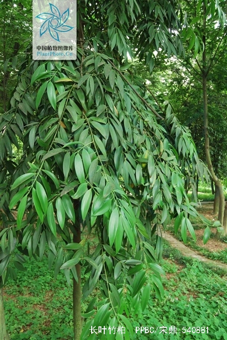  p>长叶竹柏(学名: i>nageia fleuryi /i> (hickel) de laubenfels)是