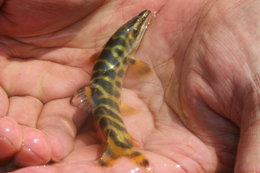  p>中华沙鳅(学名: i>sinibotia superciliaris /i>)是鳅科沙鳅属的一