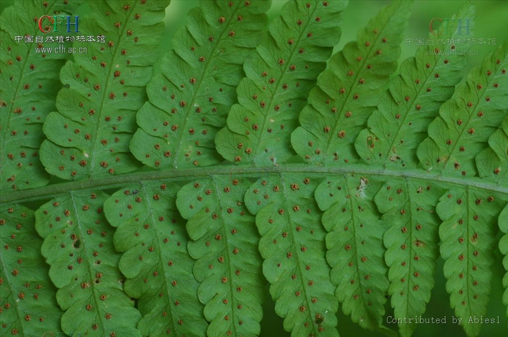 2米;叶柄长35-55厘米,基部直径3-4毫米,疏被浅褐色阔披针形