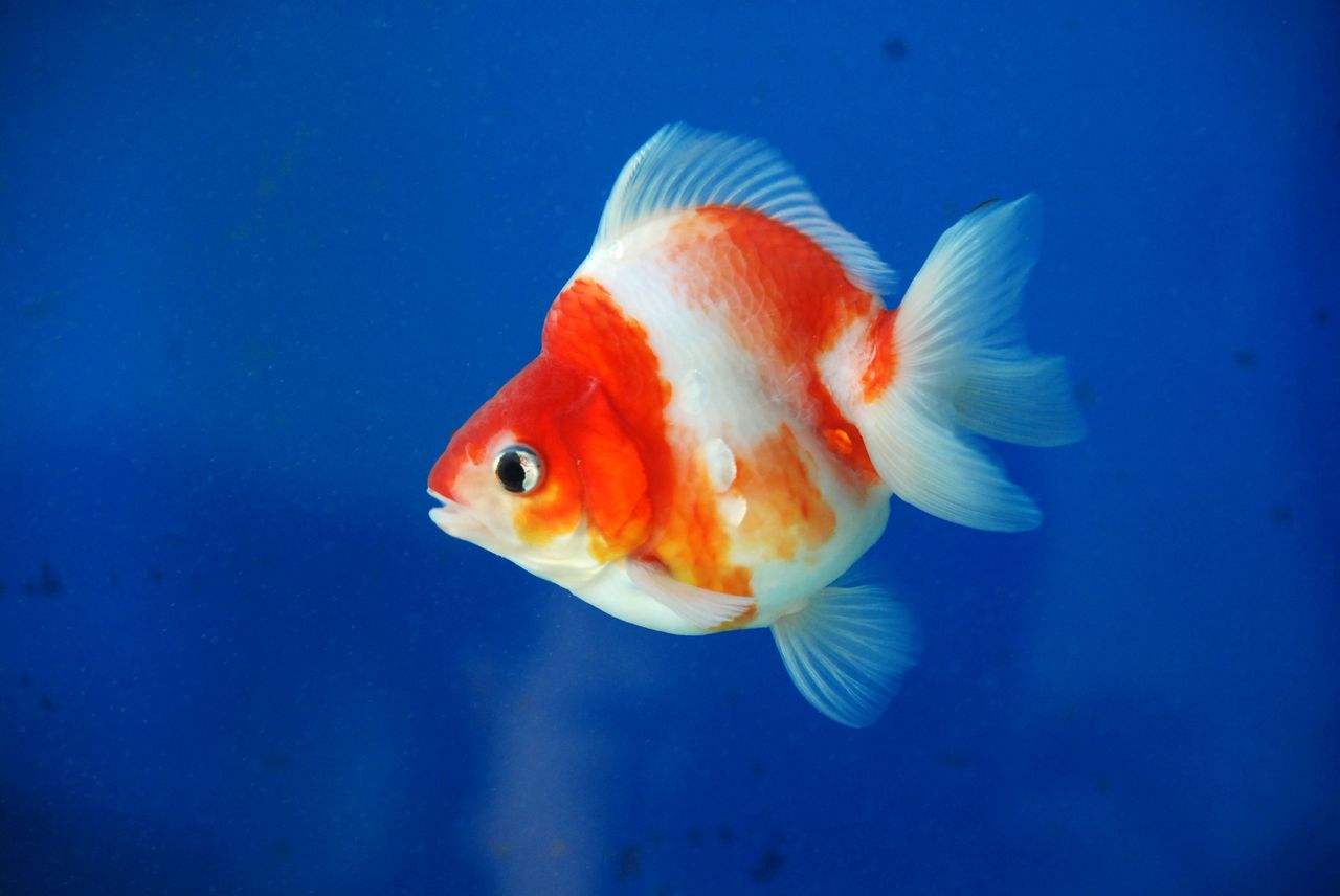 p>镏金金鱼的主要特征是体型短而圆,眼球正常,头尖,各鳍发达,四开大尾