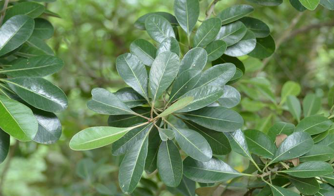  p>山榄属(学名:planchonella pierre) a href="#" data-lemmaid="