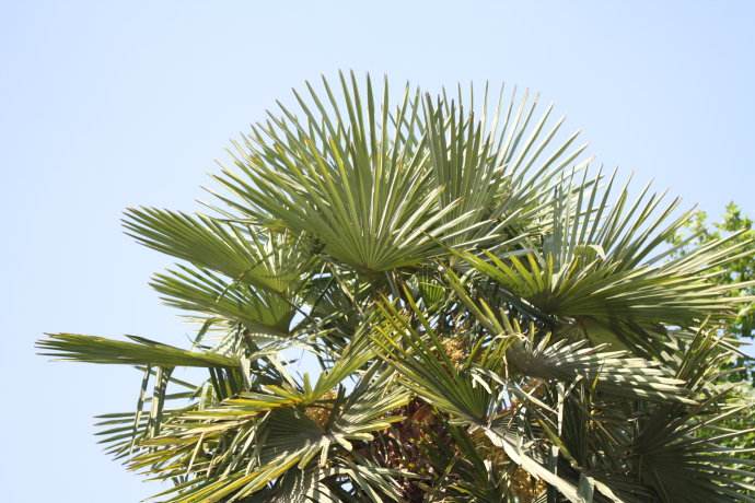  p>棕榈木,学名palmoxylon, a href="#">槟榔科 /a>,生长在 a href="