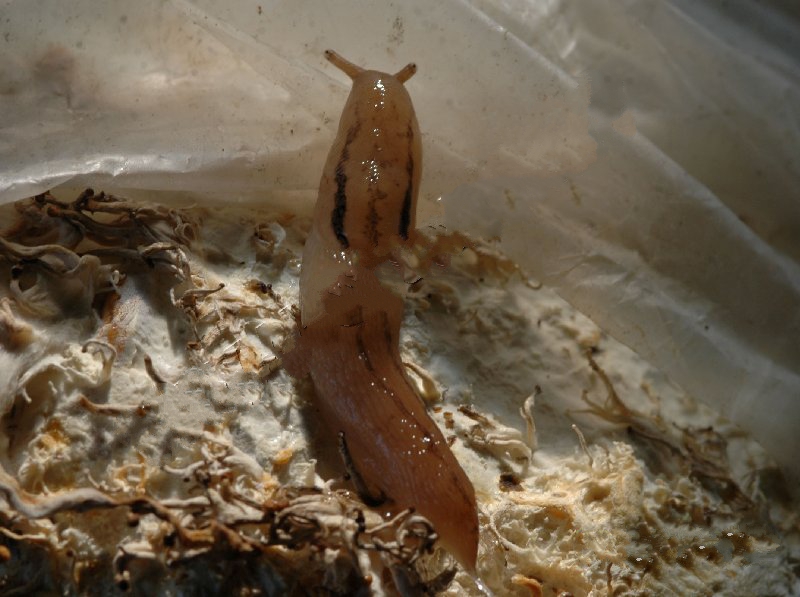  p>双线嗜黏蛞蝓是一类 a href="#" data-lemmaid="417529">软体动物 