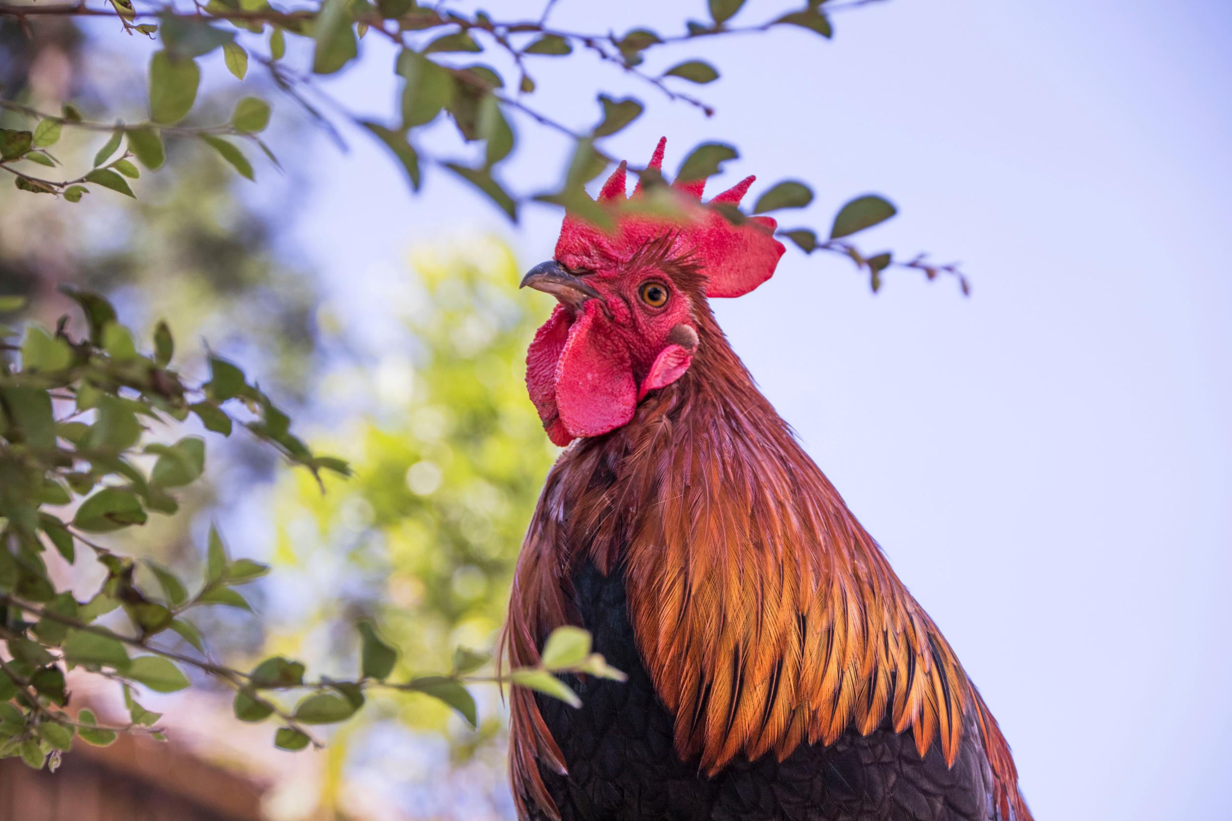  p>榕江小香鸡,贵州省 a target="_blank" href="/item/榕江县