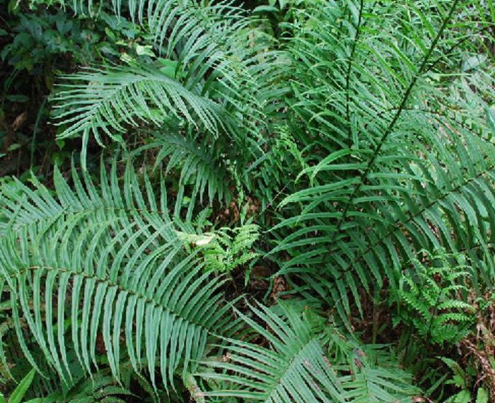 蜈蚣草(原变型)