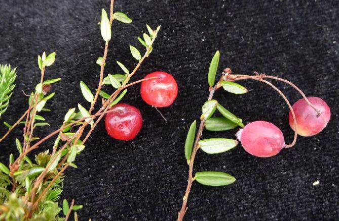  p>红莓苔子(学名: i>vaccinium oxycoccos /i> linn.
