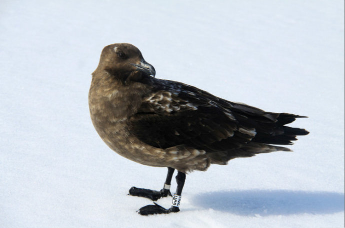 south polar skua
