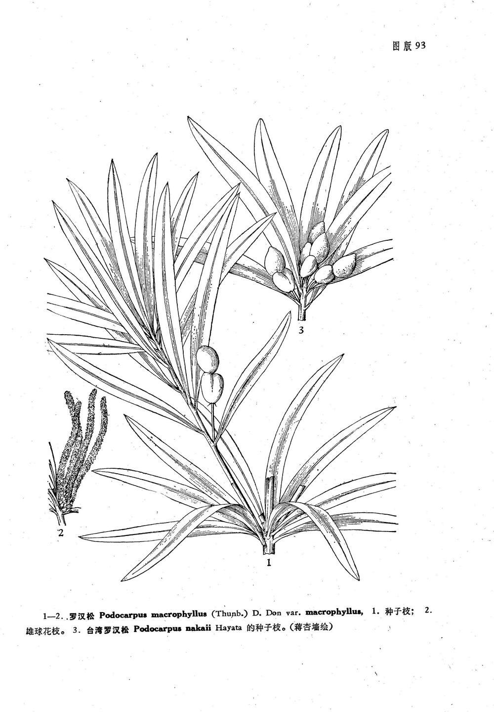  p>乔木,为中国台湾特有树种,分布于中部及北部,散生于阔叶树林中.