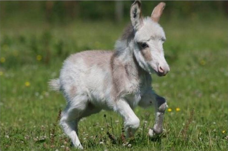 data-lemmaid="1376752">澳洲 /a>现在最抢手的宠物——迷你驴