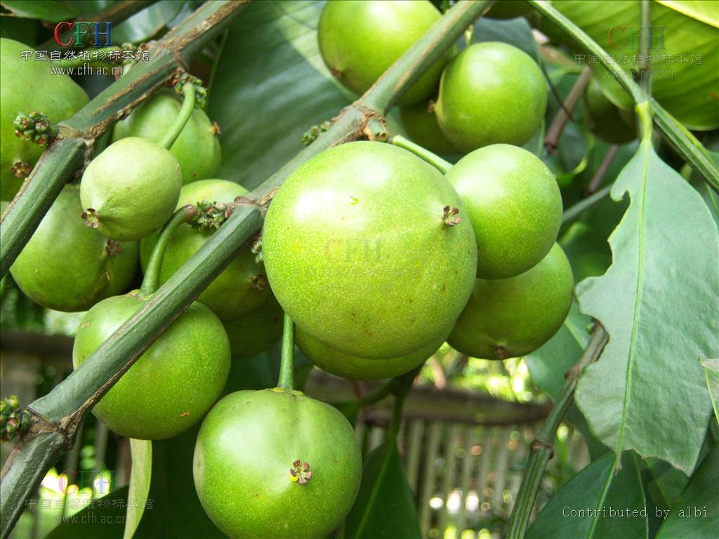  p>藤黄属(学名:garcinia linn.)乔木或灌木,通常具黄色树脂.