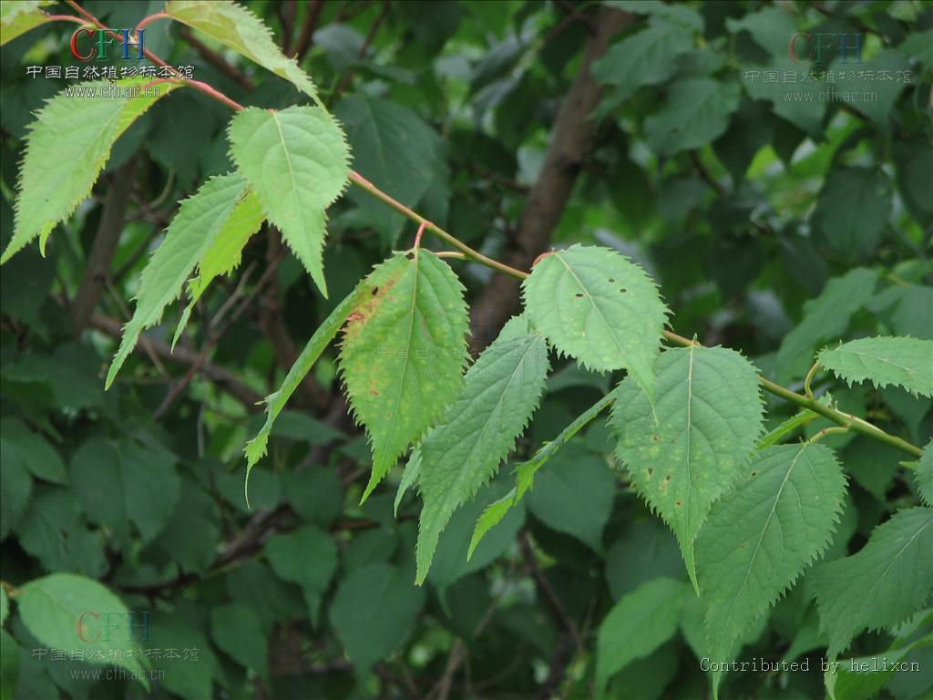  p>东北杏(学名:prunus mandshurica (maxim.) koehne.