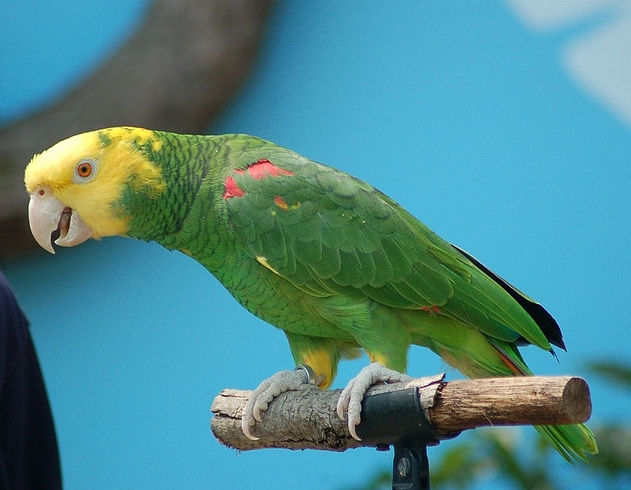 oratrix /i>),又名 b>黄头亚马逊鹦鹉 /b>或 b>黄冠亚马逊鹦哥 /b>,属