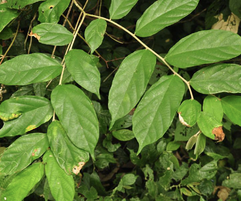  i>pterospermum menglunense /i> hsue)是梧桐科翅子树属植物,乔木