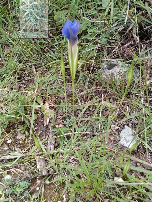 gentianopsis grandis (h. smith) ma