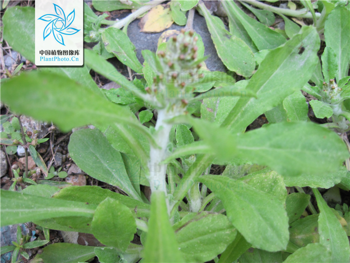  p>匙叶鼠麴草(学名:gnaphalium pensylvanicum willd.