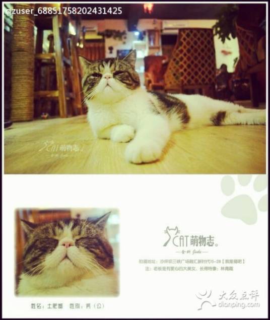 我是猫吧_百度百科