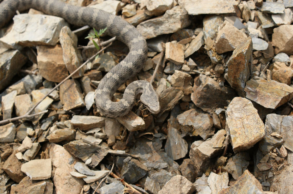 白眉蝮乌苏里亚种