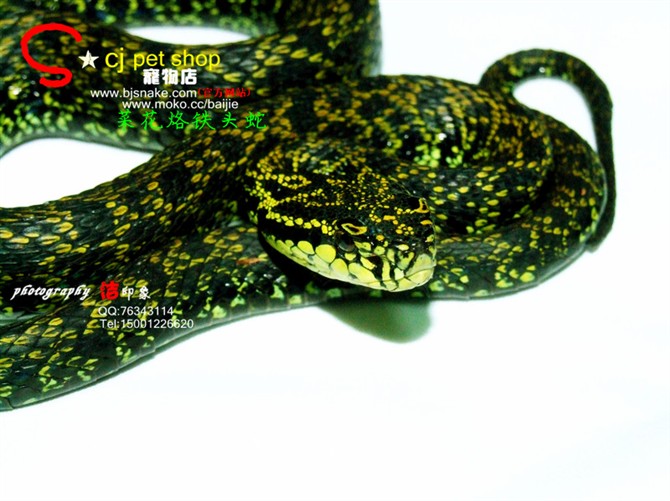  p>原矛头蝮(学名: i>protobothrops mucrosquamatus /i>),又名为龟壳