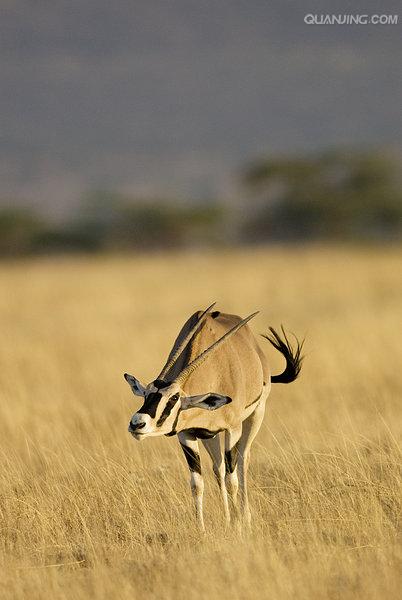  p>水牛(学名:bubalus bubalus,英文名称:asian buffalo)也叫印度水牛