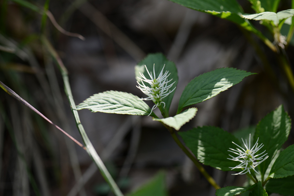  p>丝穗金粟兰,是 a href="#" data-lemmaid="2829221">金粟兰属 /a>