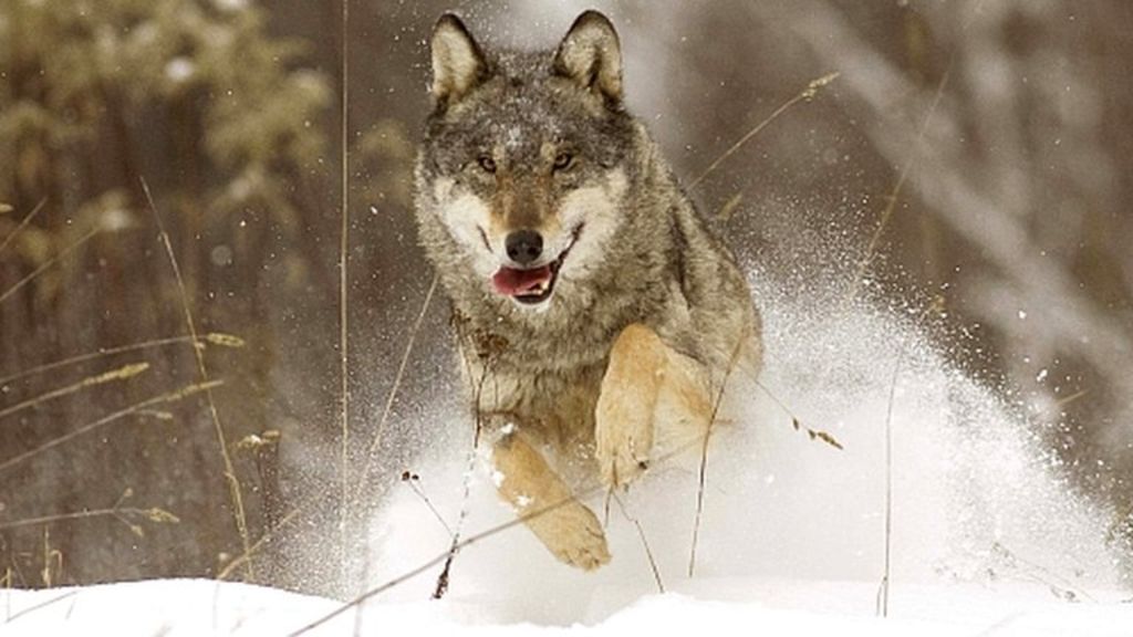  p>俄罗斯狼(学名:canis lupus communis)是 a href="#" data-lemmaid