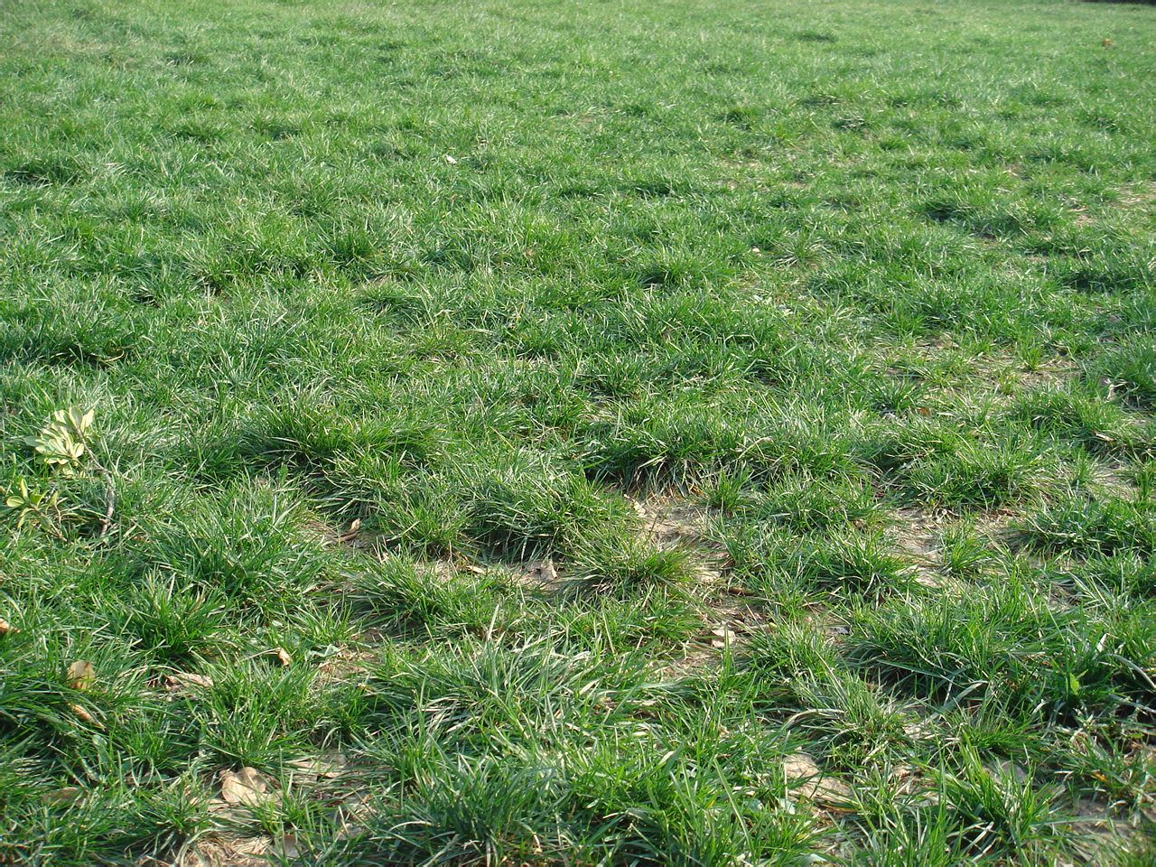 当今世界上最具诱惑力的高尔夫球场果岭,发球区,球道区草坪建植草种.