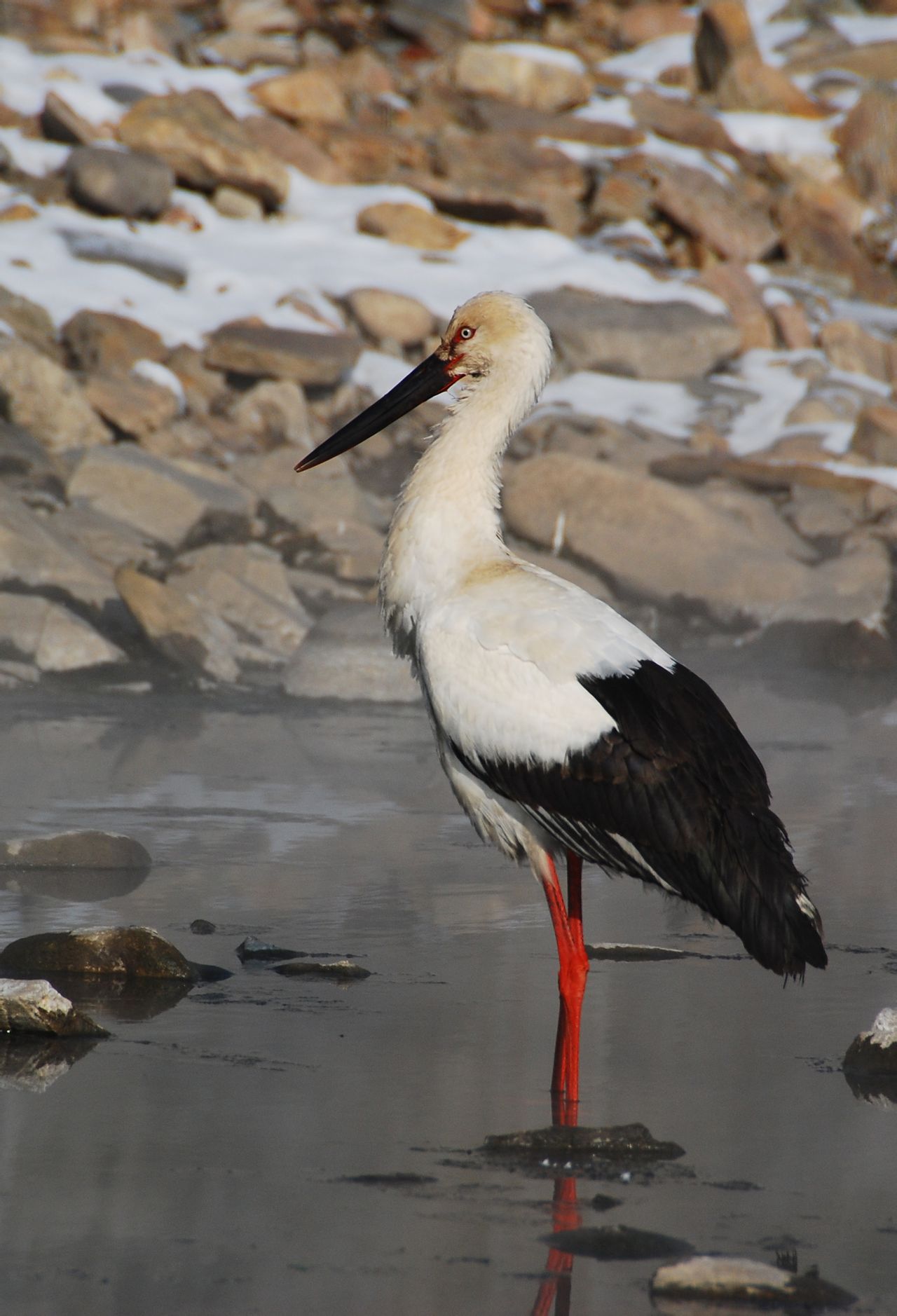 p>东方白鹳(学名: i>ciconia boyciana /i>)属于大型涉禽,是 a href=