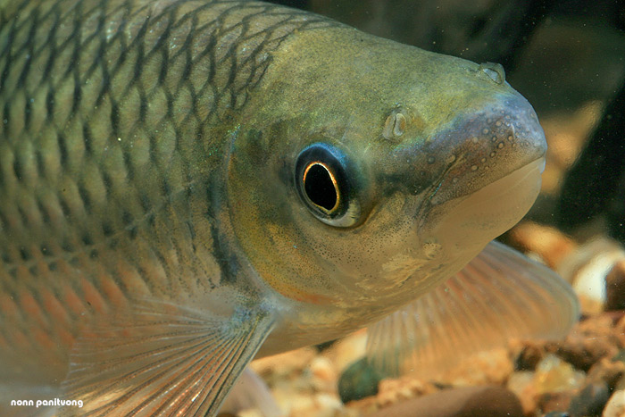  p>舌唇鱼, i>lobocheilos melanotaenia /i> (fowler, 1935) ,为鲤形