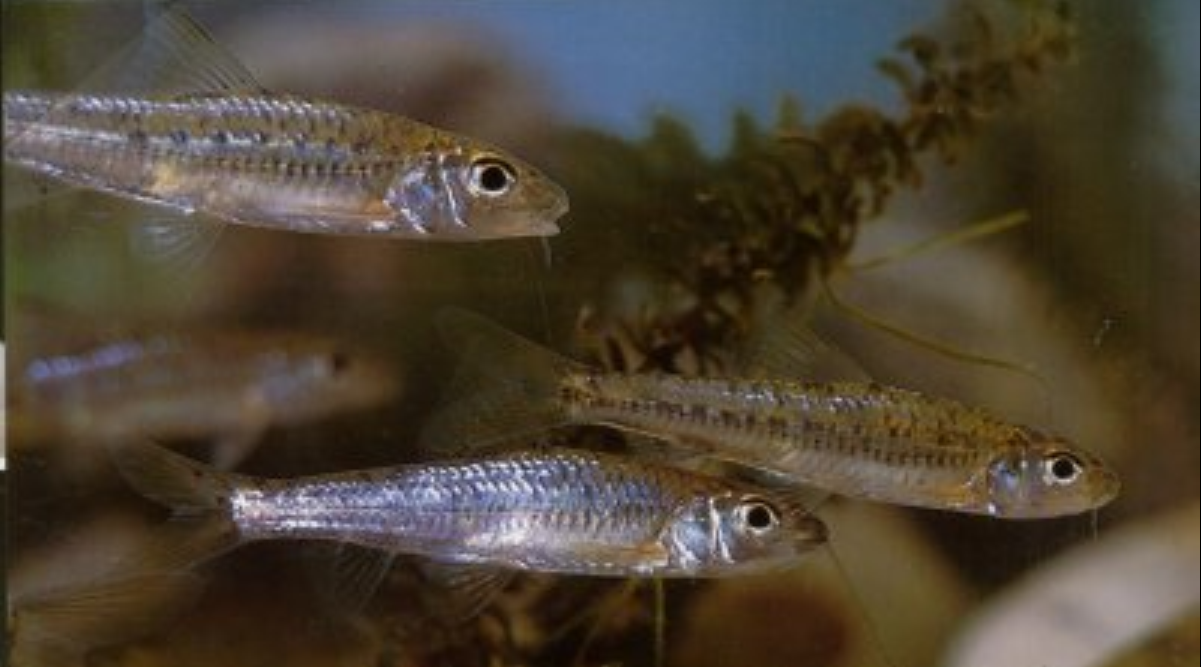  p>点纹银鮈( i>squalidus wolterstorffi /i>)是 a target="_blank"