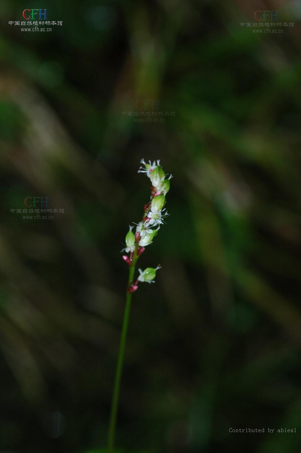  p>野金荞麦又称开金锁,是国家Ⅱ级重点保护野生植物(国务院1999年8月