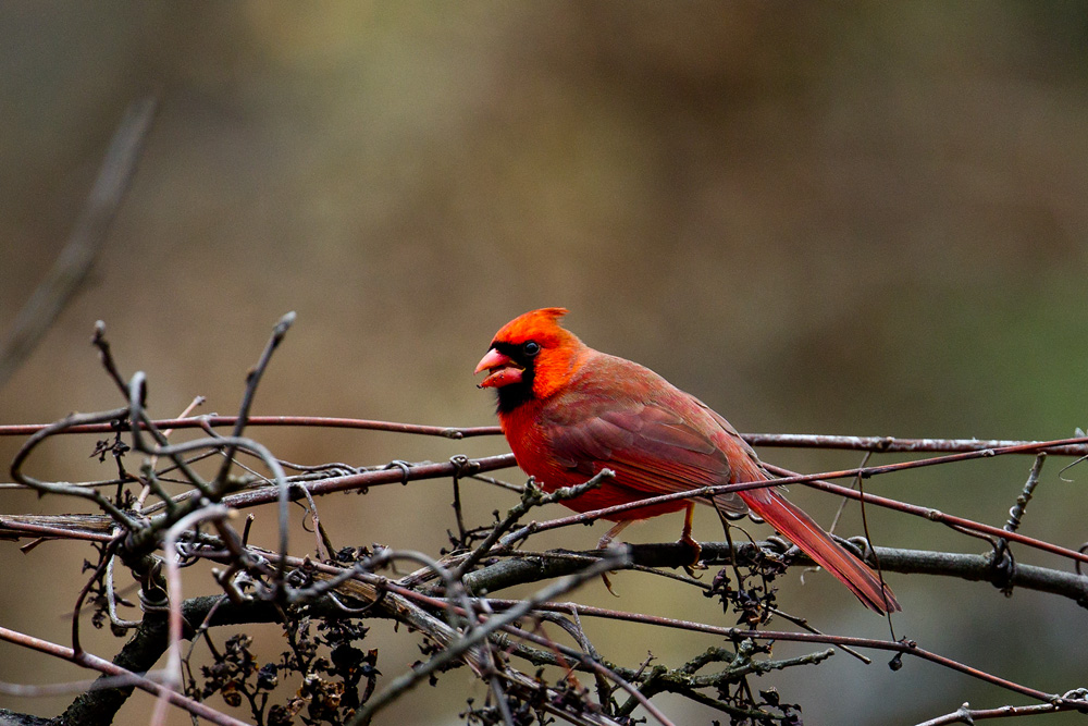 northern cardinal