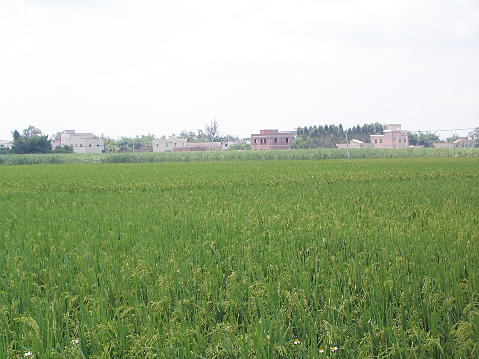 雅塘镇,隶属于广东省湛江市 a target="_blank" href="/item/廉江市