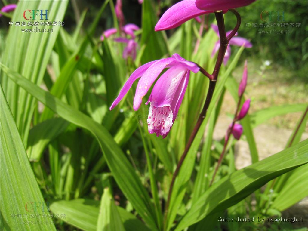  p>白及属是 a target="_blank" href="/item/兰科">兰科 /a>下的一个