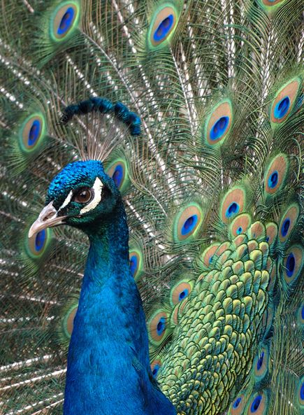  p>蓝孔雀(学名: i>pavo cristatus /i>):体长90-230厘米,翼展130-160