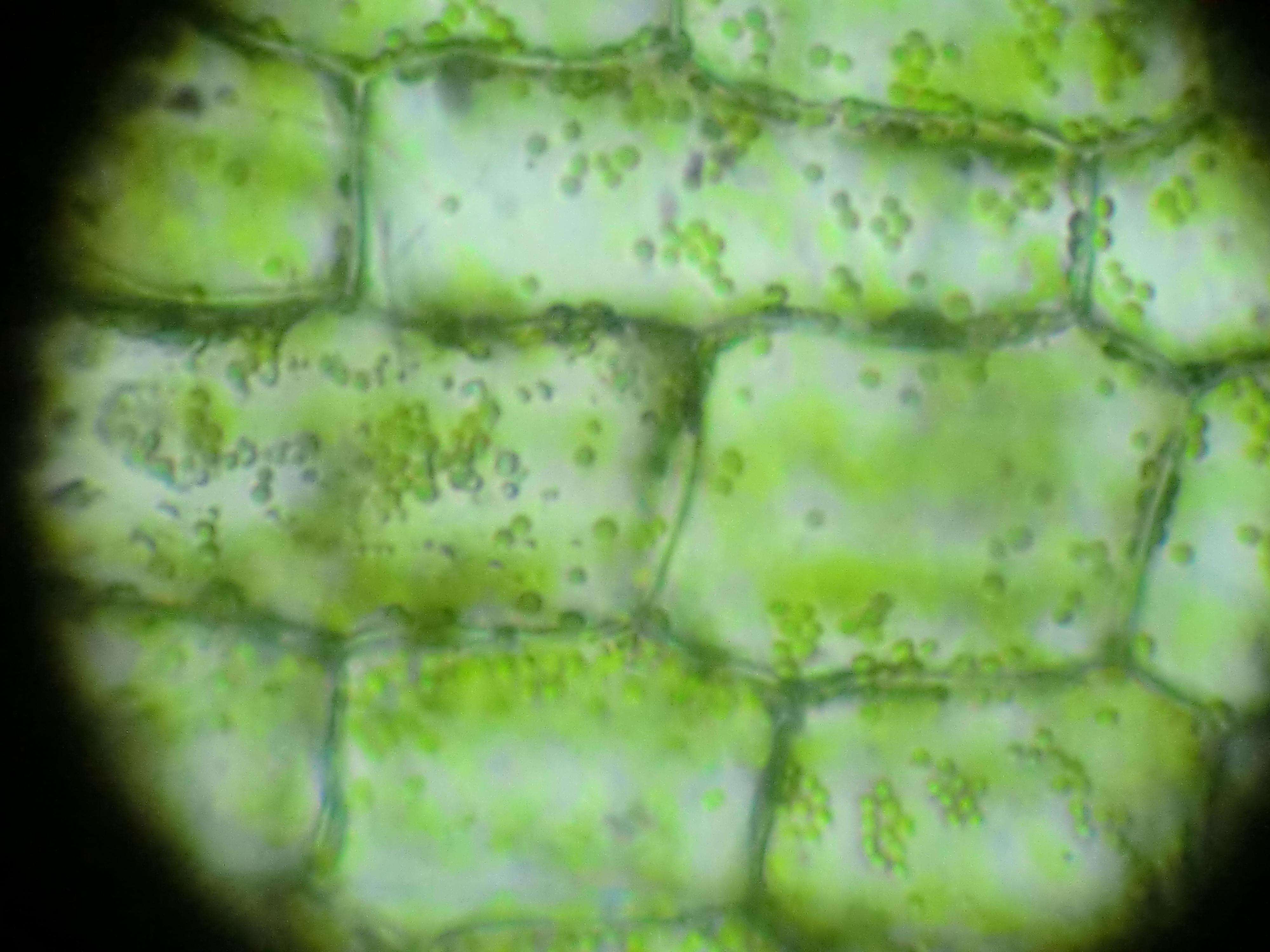 f.) royle)是水鳖科黑藻属植物.