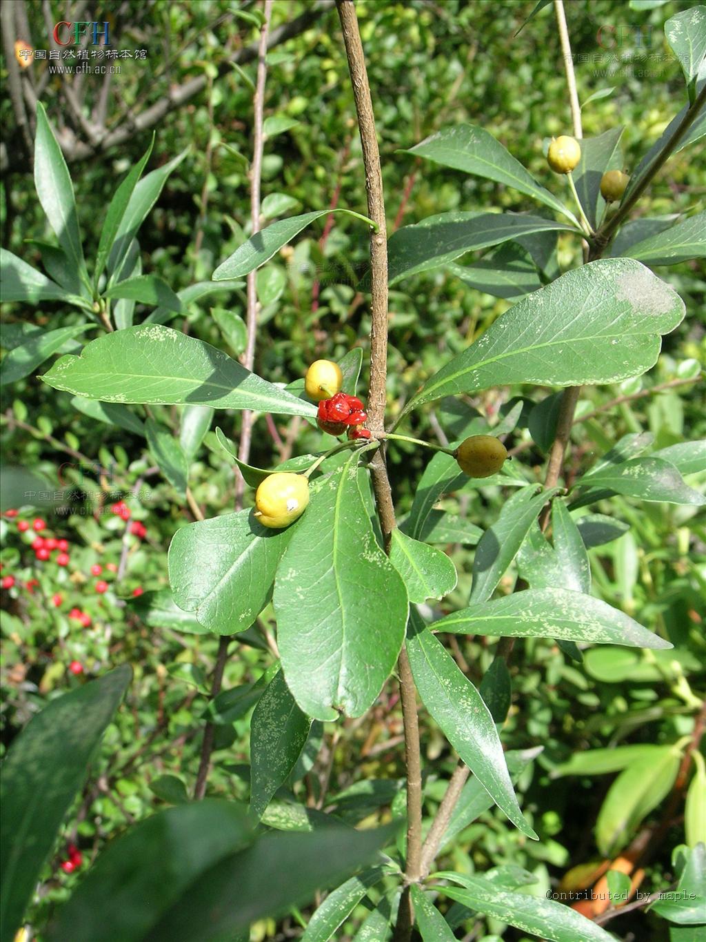 pittosporum podocarpum