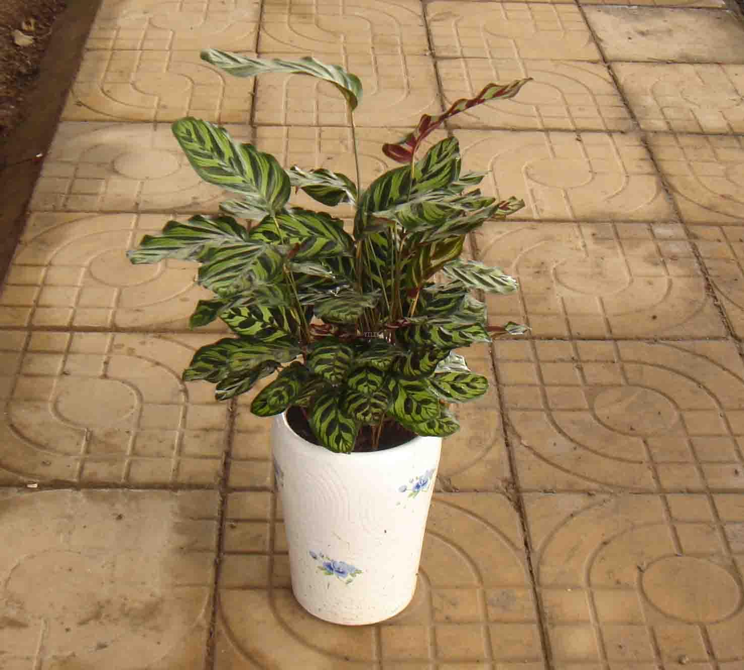  p>孔雀竹芋(学名: i>calathea makoyana  /i>e. morr.