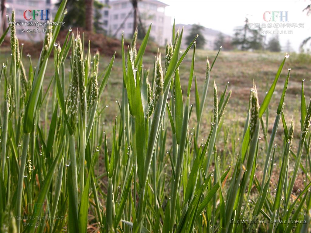  p>看麦娘属学名为 alopecurus,根据植物学大辞典的解释,希腊字