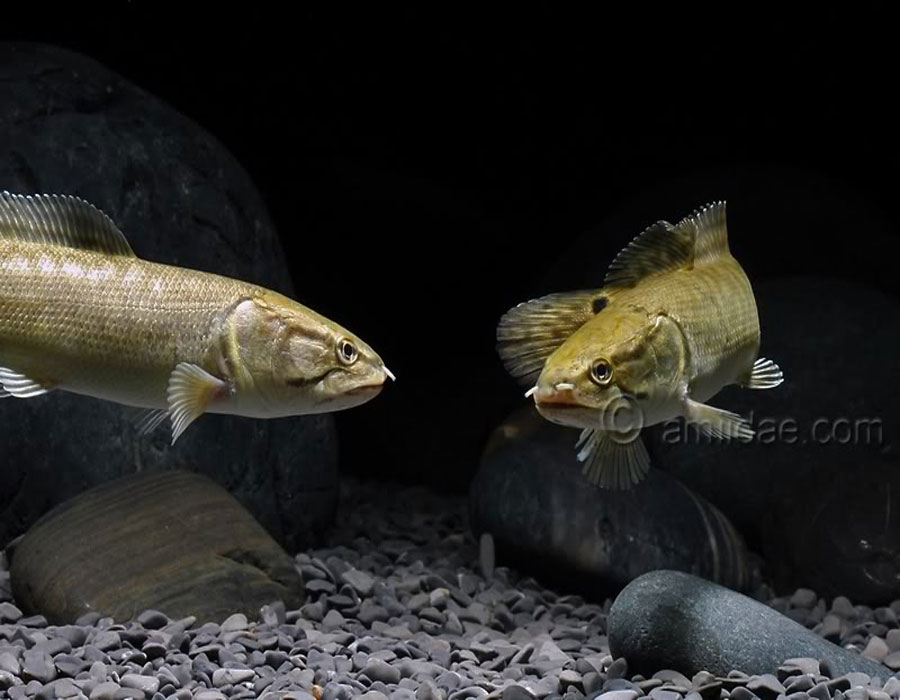  p>弓鳍鱼 amia calva 亦作grindle.