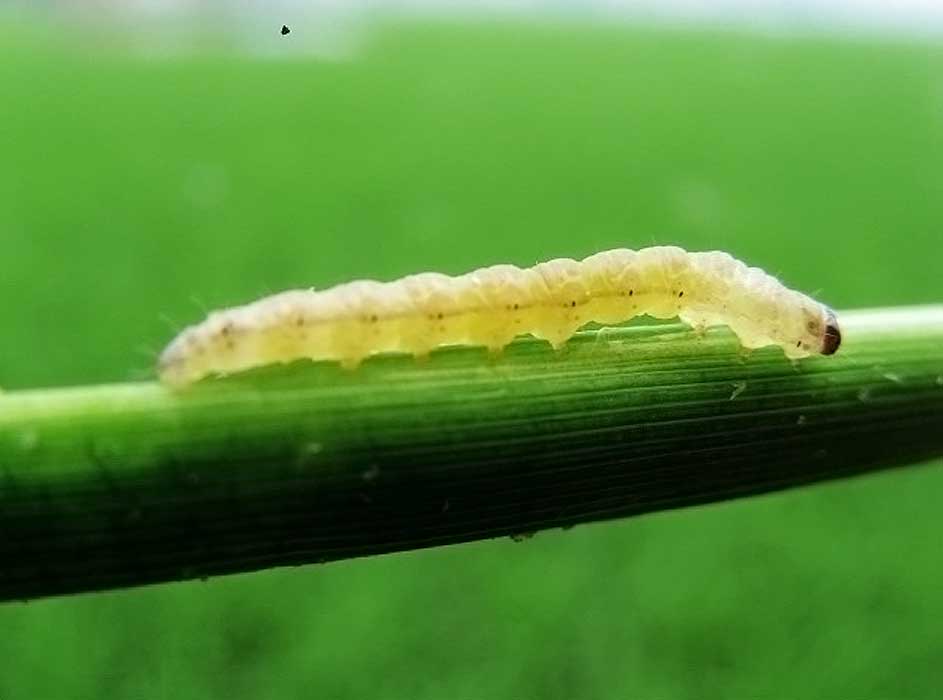 href="#" data-lemmaid="6244151">螟蛾科 /a>( i>pyralidae /i>)昆虫