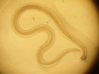 这种牛的眼虫病可使牛结膜和角膜发炎,由于有黏液或分泌物渗出,多发生